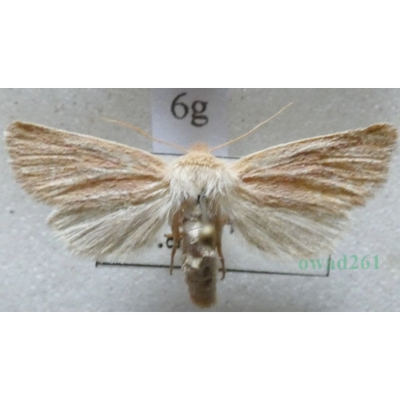 Denticucullus pygmina (Haworth, 1809) Czech6g